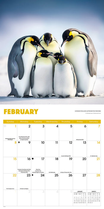 Penguins 2026 Square Wall Calendar