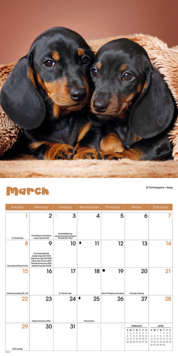 Puppies 2026 Mini Wall Calendar
