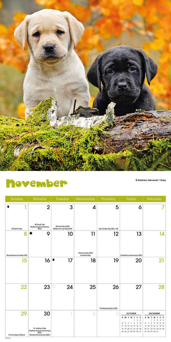 Boston Terrier 2026 Calendar | Square Wall Calendar | Dog Breed Gift | Plastic Free Packaging | By Avonside Publishing : Avonside Publishing Ltd