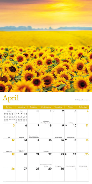 Sunflowers 2026 Square Wall Calendar