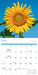 Sunflowers 2026 Square Wall Calendar