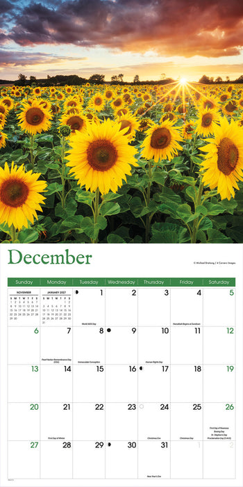 Sunflowers 2026 Square Wall Calendar
