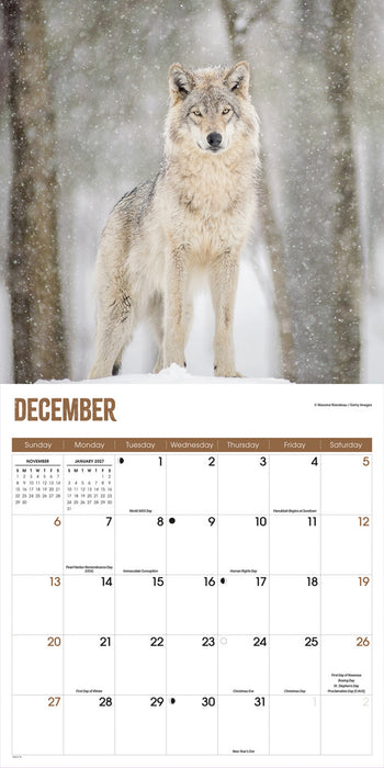 Wolves 2026 Square Wall Calendar
