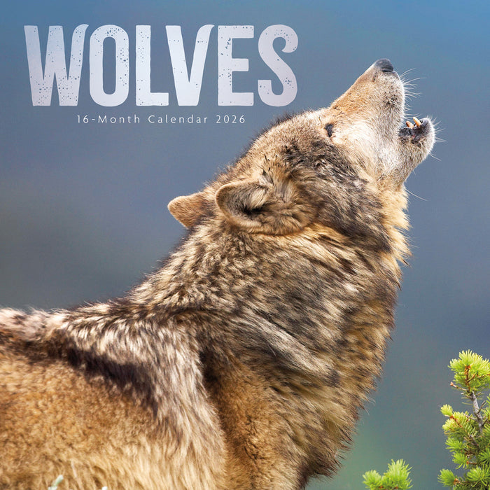 Wolves 2026 Square Wall Calendar