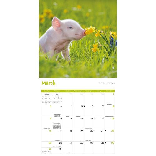 2025 Mini Pigs Wall Calendar