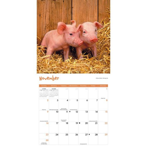 2025 Mini Pigs Wall Calendar