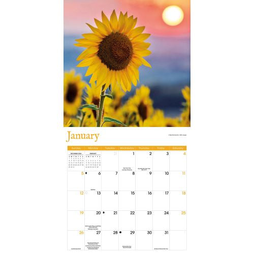 2025 Sunflowers Wall Calendar