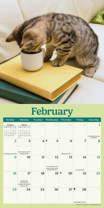 2025 Curious Kittens Mini Wall Calendar