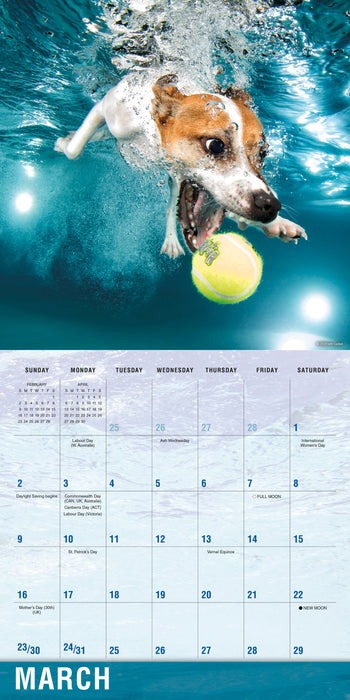 2025 Underwater Dogs Wall Calendar