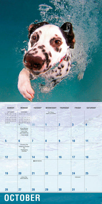 2025 Underwater Dogs Wall Calendar