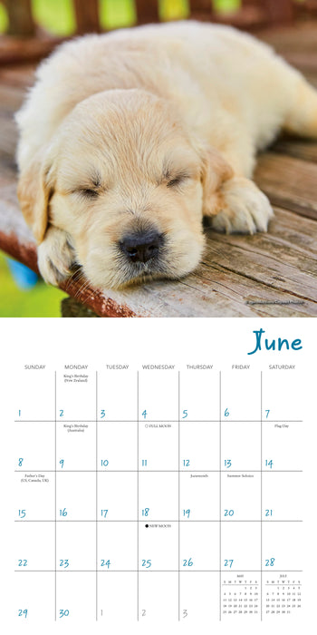 2025 Pooped Puppies Mini Wall Calendar