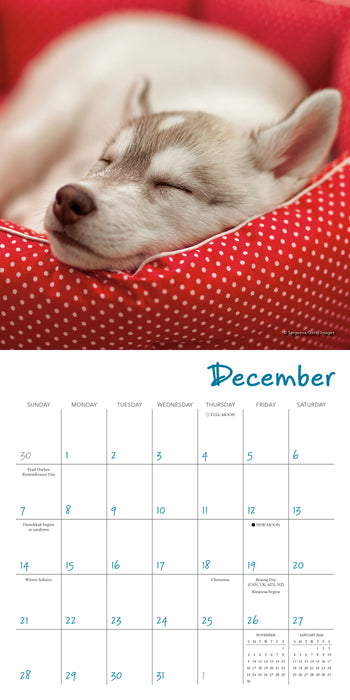 2025 Pooped Puppies Mini Wall Calendar