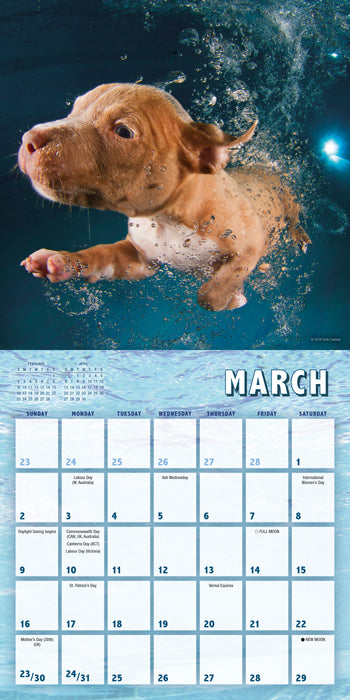 2025 Underwater Puppies by Seth Casteel Mini Wall Calendar