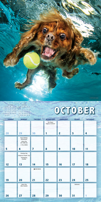 2025 Underwater Puppies by Seth Casteel Mini Wall Calendar