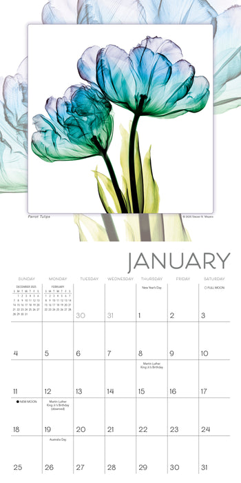 Flower Spirits Radiographs of Nature by Steven N. Meyers 2026 Mini Wall Calendar