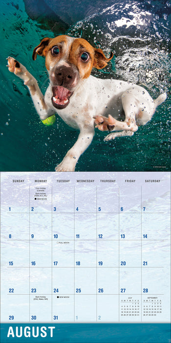 Underwater Dogs 2027 Square Wall Calendar