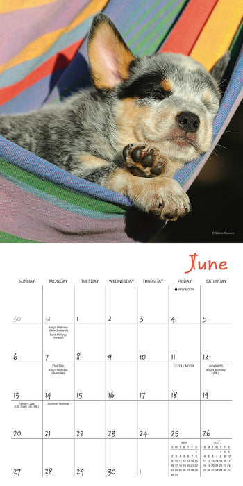 Pooped Puppies 2027 Mini Wall Calendar