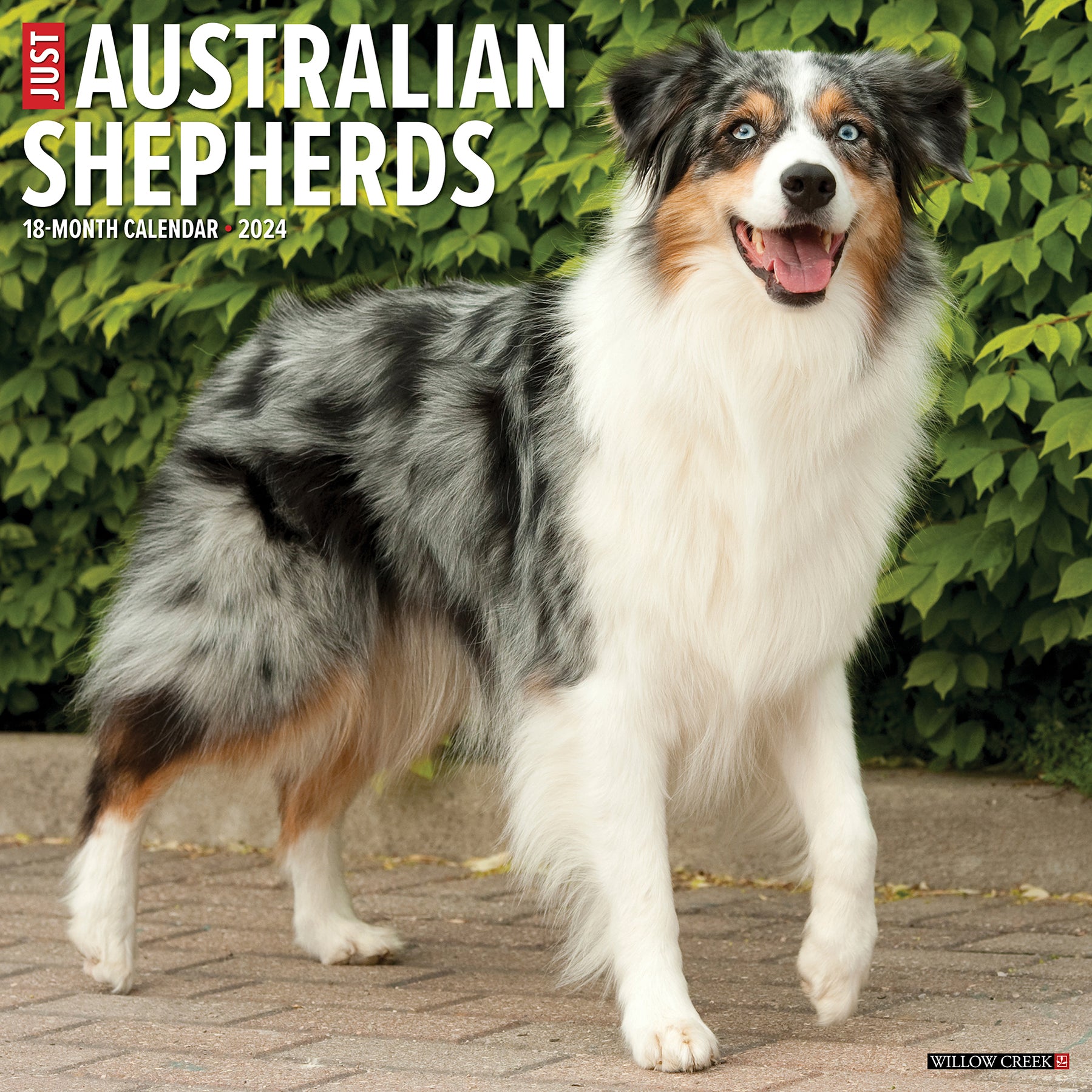 2024 Just Australian Shepherds Wall Calendar — Calendar Club