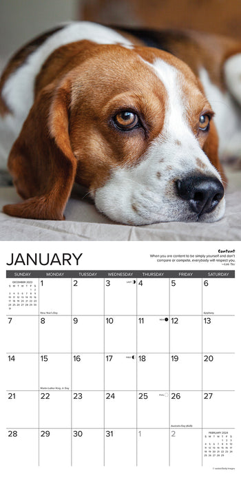 2024 Beagle Rules Wall Calendar