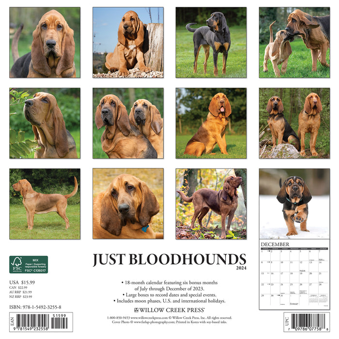 2024 Just Bloodhounds Wall Calendar (Online Exclusive)