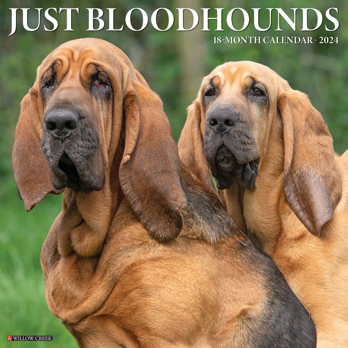 2024 Just Bloodhounds Wall Calendar (Online Exclusive)