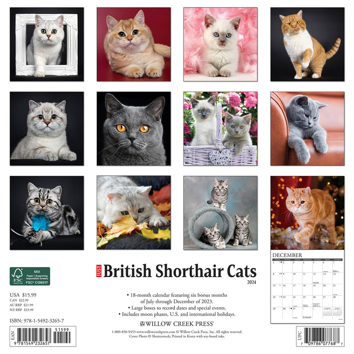 2024 British Shorthair Cats Wall Calendar