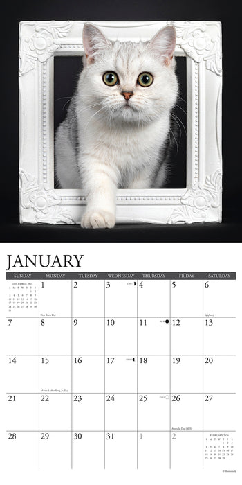 2024 British Shorthair Cats Wall Calendar