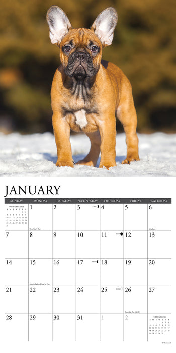 2024 Just French Bulldog Puppies Wall Calendar