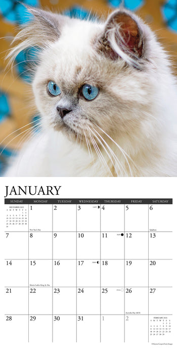 2024 Just Himalayan Cats Wall Calendar (Online Exclusive)