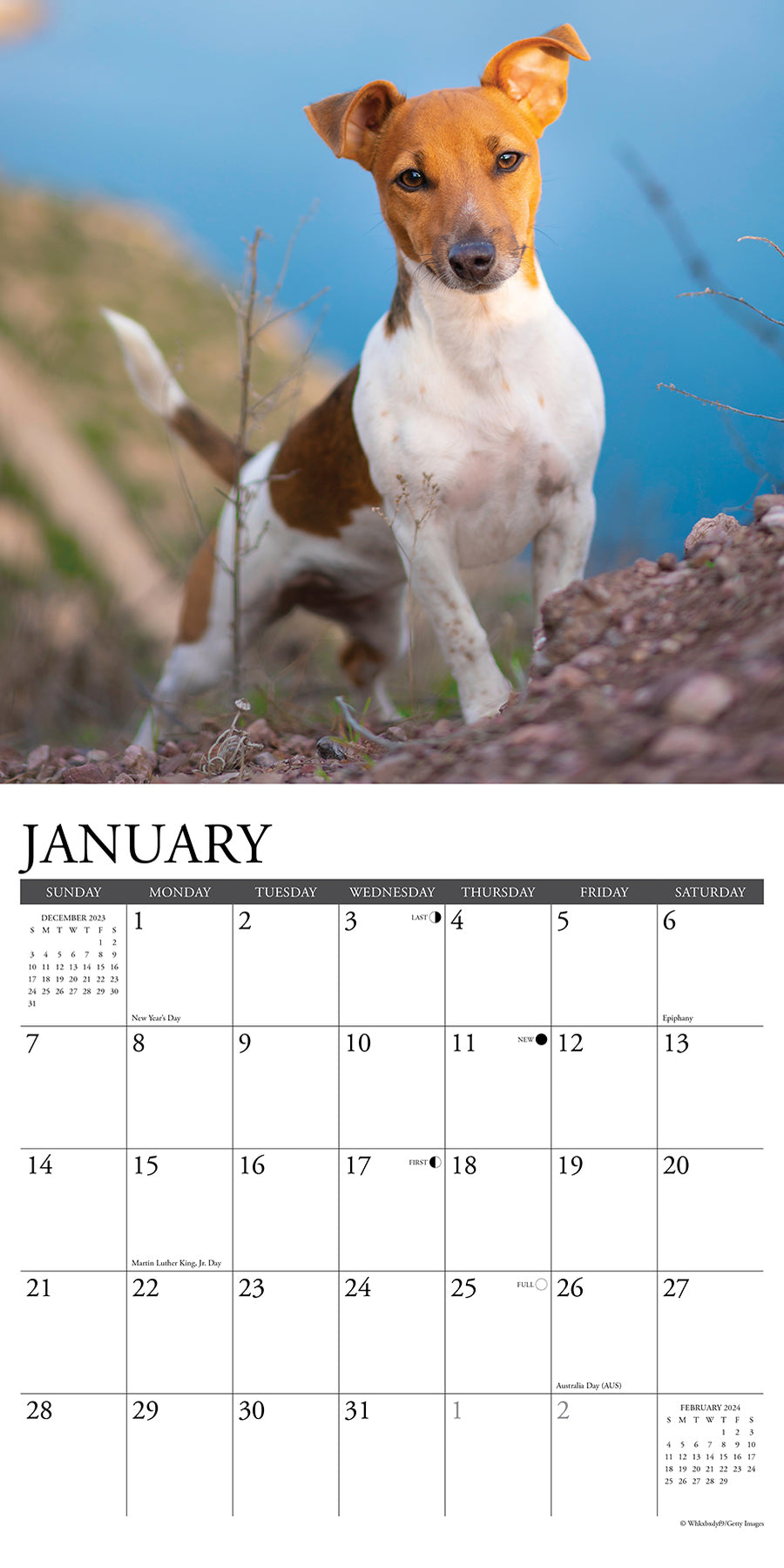 2024-just-jack-russells-wall-calendar-calendar-club