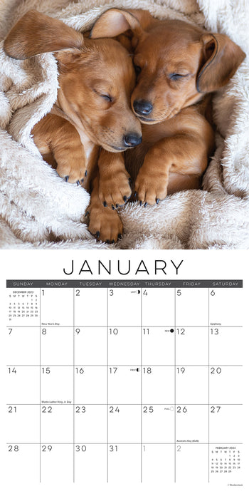 2024 Naptime Dogs & Puppies Wall Calendar