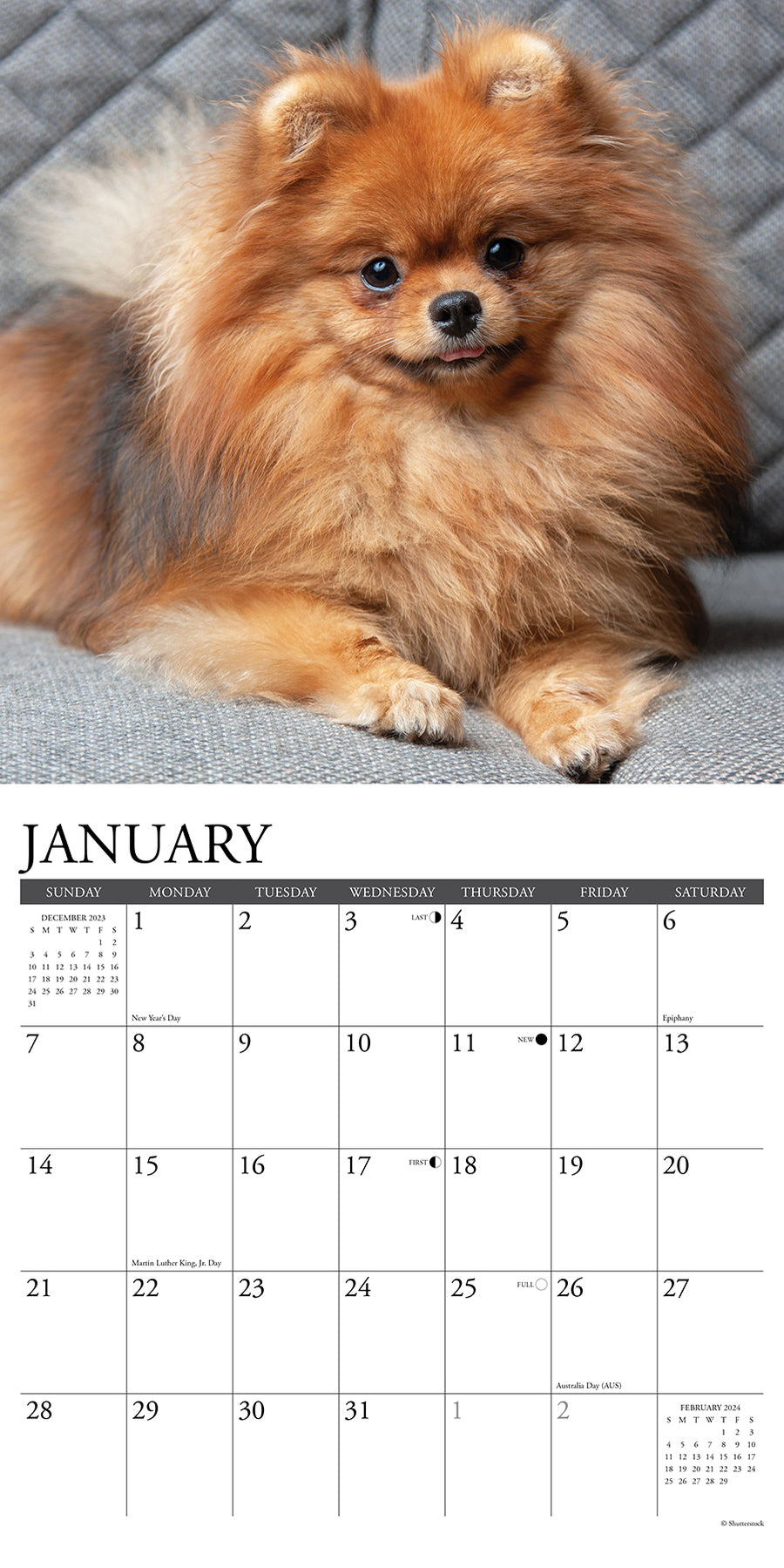 2024 Just Pomeranians Wall Calendar — Calendar Club