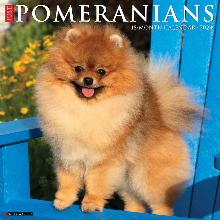 2024 Just Pomeranians Wall Calendar Calendar Club   9781549234958 700x700 