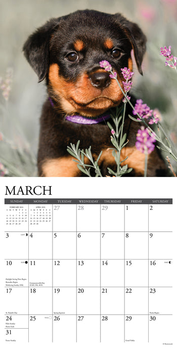 2024 Just Rottweiler Puppies Wall Calendar