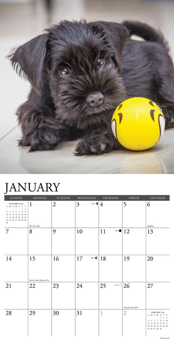 2024 Just Schnauzer Puppies Wall Calendar