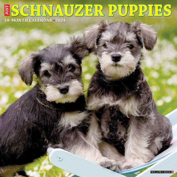 2024 Just Schnauzer Puppies Wall Calendar