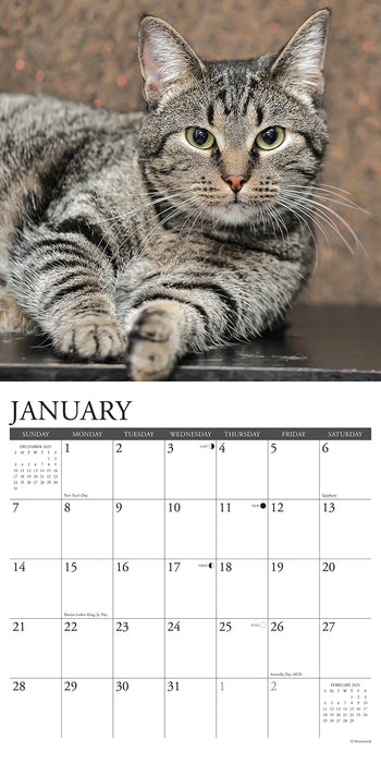 2024 Just Tabby Cats Wall Calendar (Online Exclusive)
