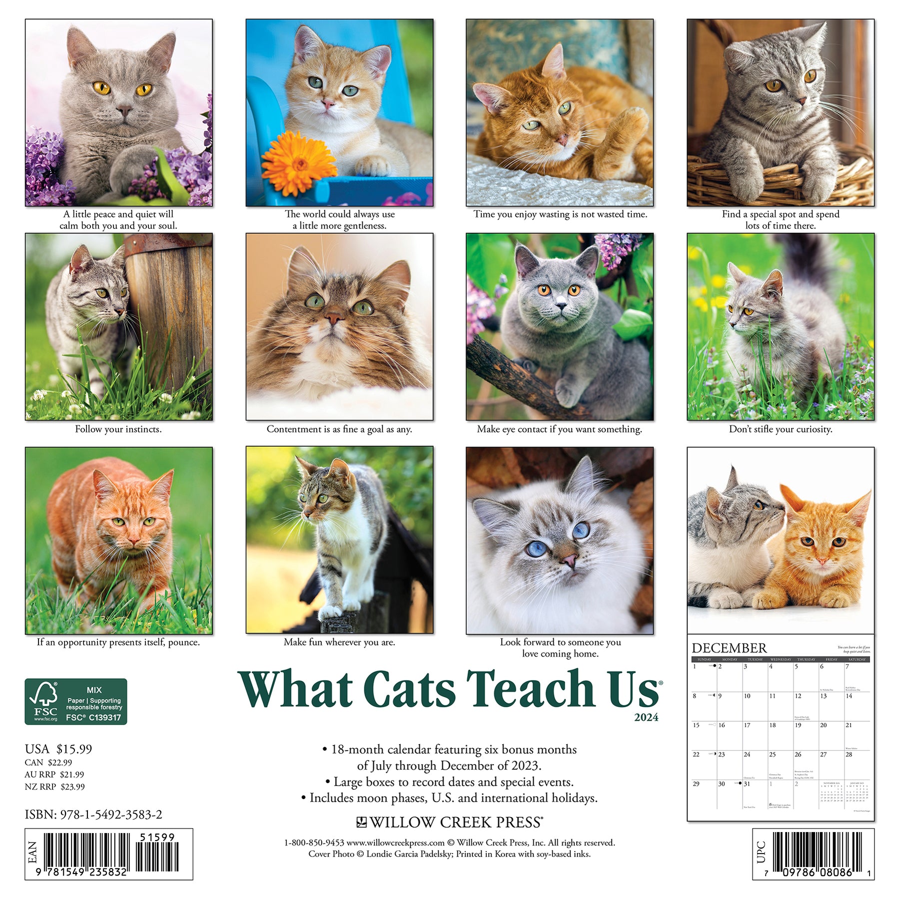 What Cats Teach Us 2025 Calendar - Koren Annamaria