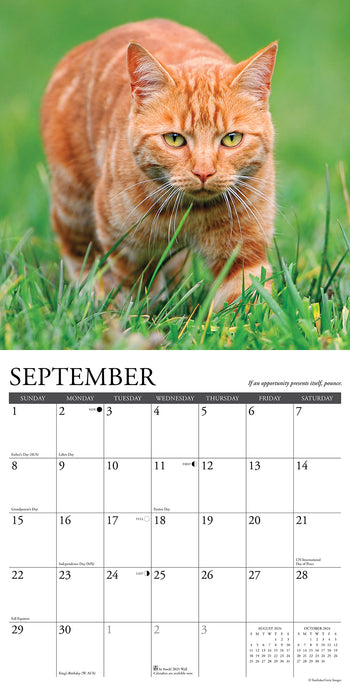 2024 What Cats Teach Us Wall Calendar