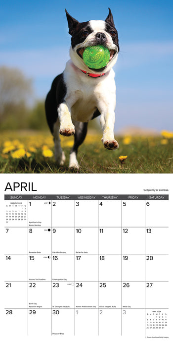 2024 What Dogs Teach Us Wall Calendar