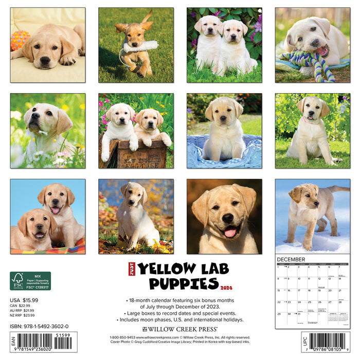 2024 Just Yellow Lab Puppies Wall Calendar (Online Exclusive)