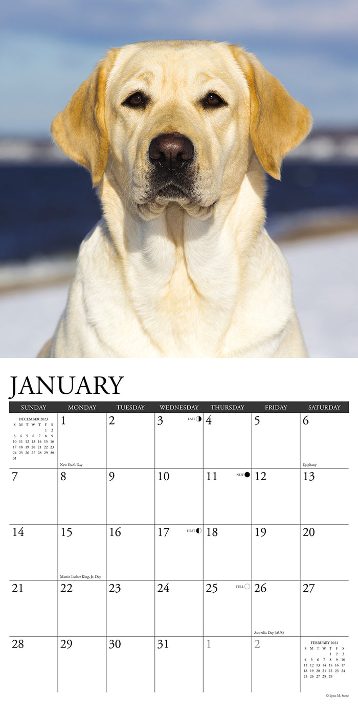2024 Just Yellow Labs Wall Calendar — Calendar Club