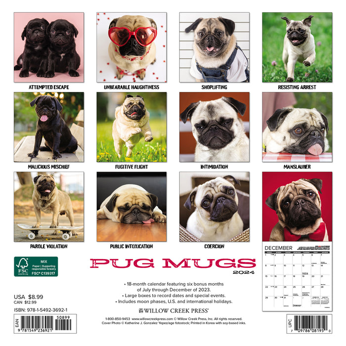2024 Pug Mugs Mini Wall Calendar