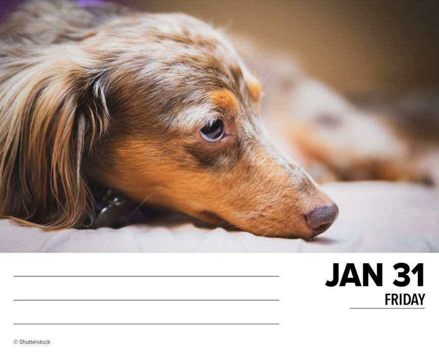 2025 Dachshunds Page-A-Day Calendar