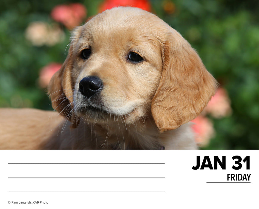 2025 Goldens Page-A-Day Calendar
