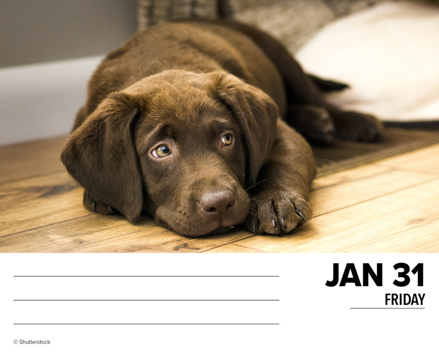 2025 Just Labs Page-A-Day Calendar
