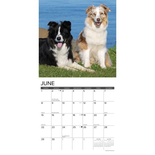 2025 Australian Shepherds Wall Calendar by  Willow Creek Press from Calendar Club