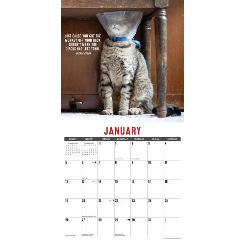 2025 Bad Kitties Wall Calendar