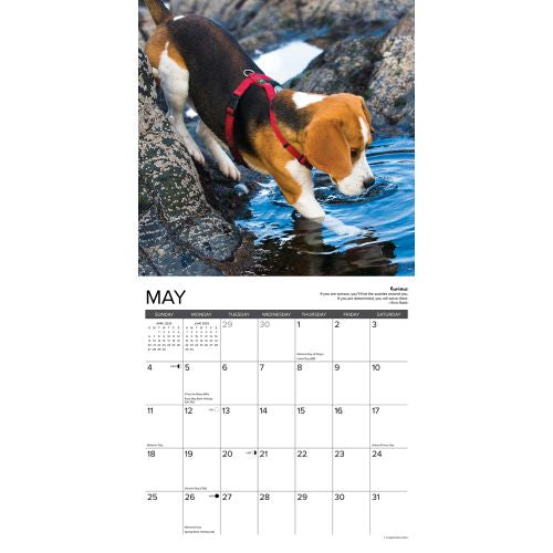 2025 Beagle Rules Wall Calendar