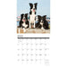 2025 Border Collies Wall Calendar by  Willow Creek Press from Calendar Club